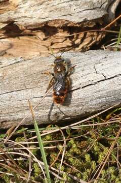 Image of Osmia rufohirta Latreille 1811