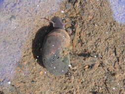 Image of Great Ram's Horn Snail