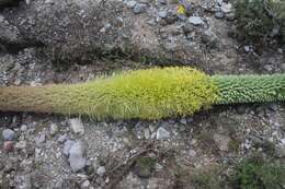 Image of Agave obscura Schiede ex Schltdl.