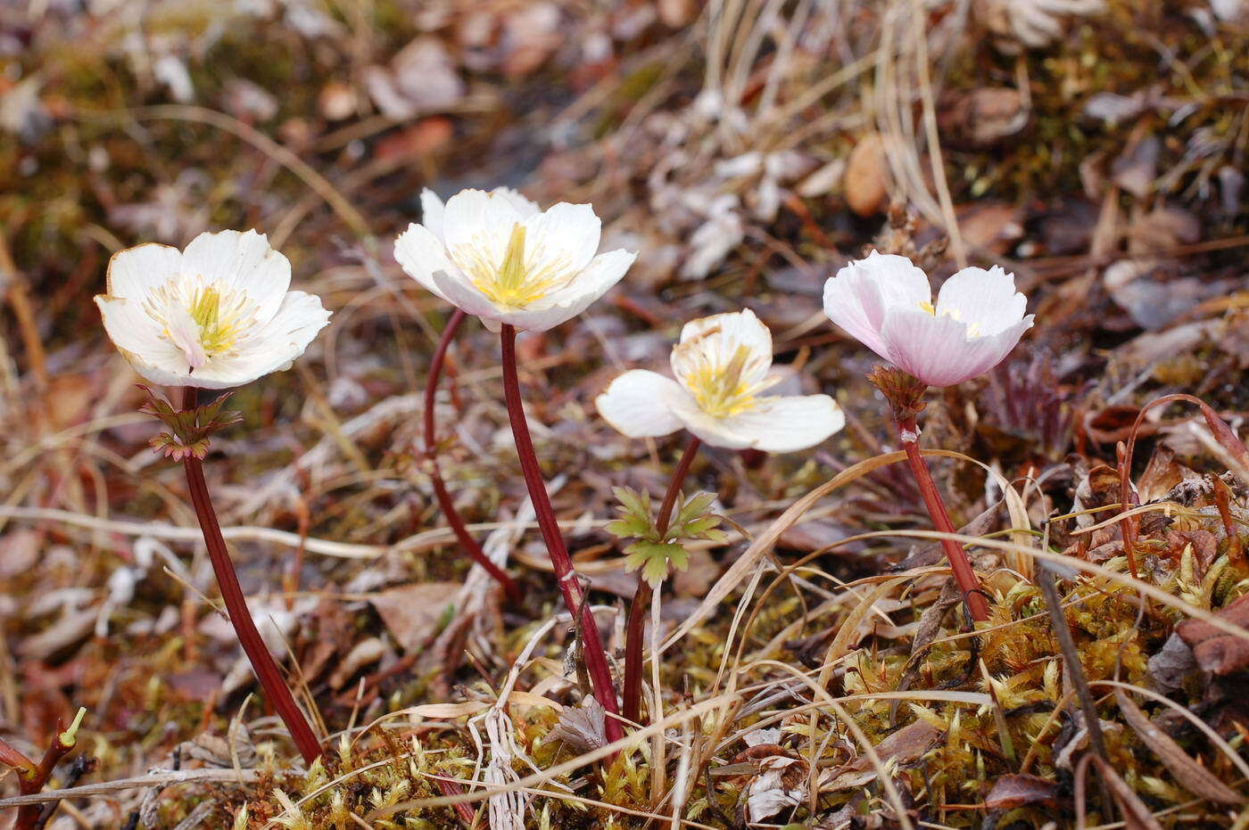 Imagem de Trollius chartosepalus Schipczinsky