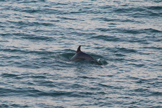 Imagem de Tursiops truncatus ponticus Barabash-Nikiforov 1940