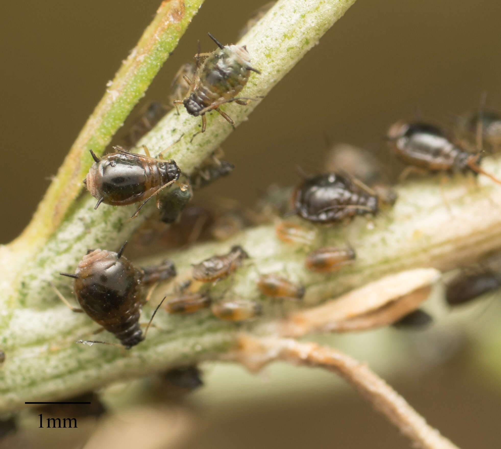 Image of Aphis (Zyxaphis) chrysothamni Wilson & H. F. 1915