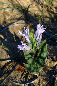 Image de Babiana salteri G. J. Lewis