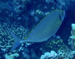 Image of Forktail rabbitfish