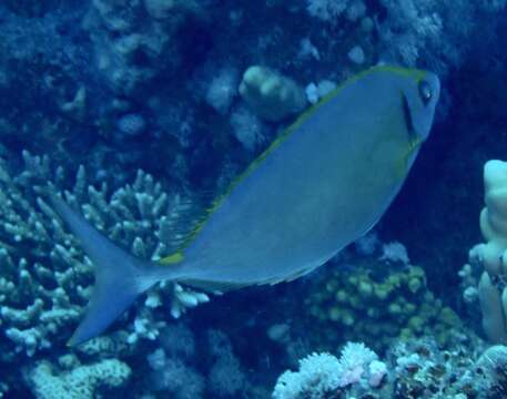 Image of Forktail rabbitfish