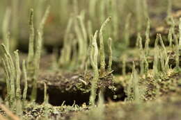 Image of cup lichen