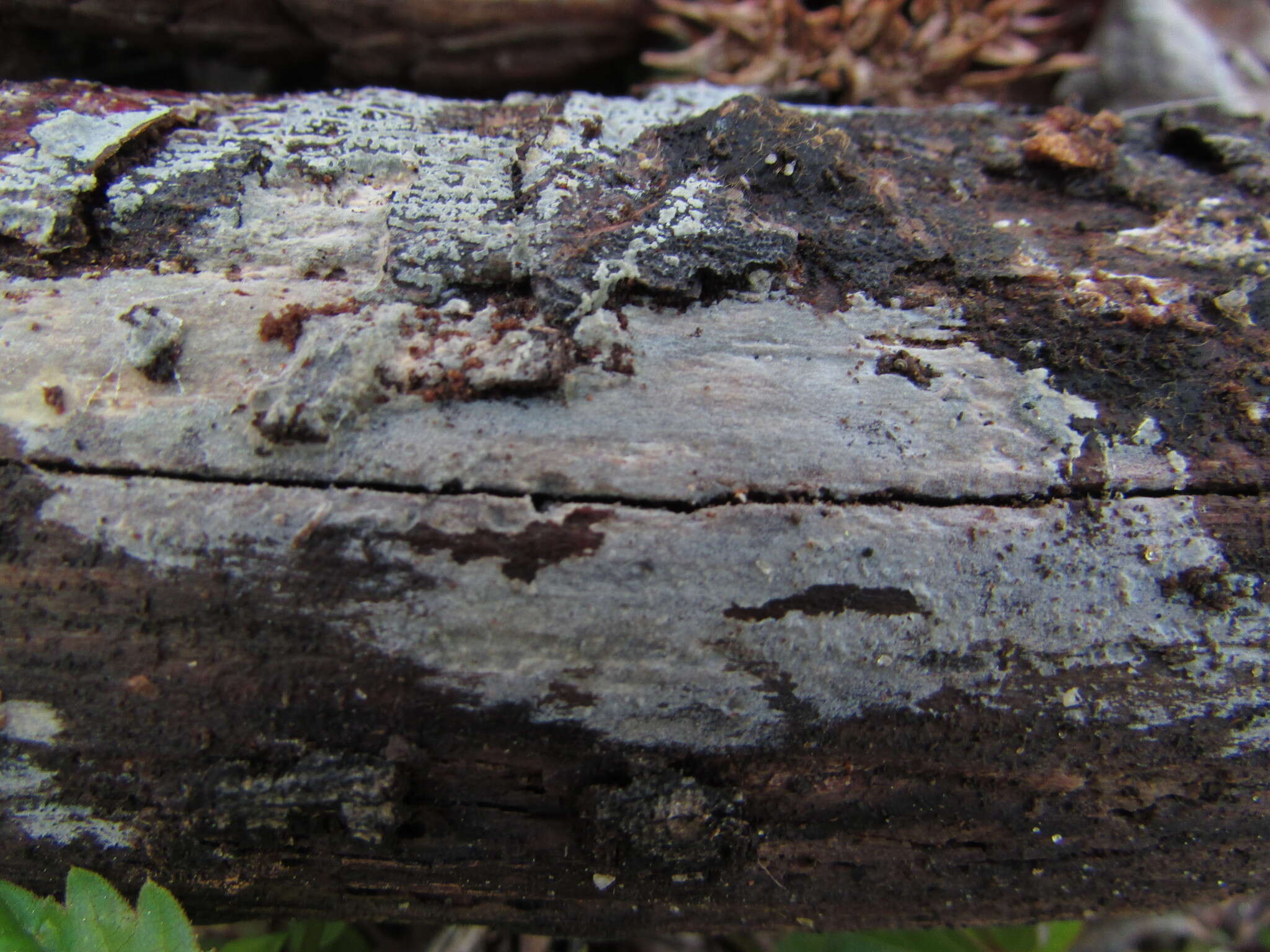 Слика од Peniophorella pubera (Fr.) P. Karst. 1889