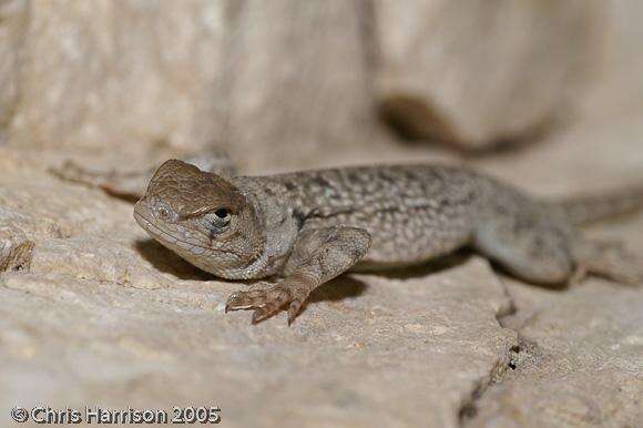 Imagem de Sceloporus merriami merriami Stejneger 1904