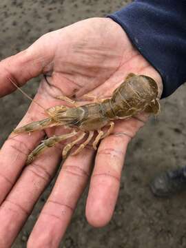 Image of Puget Sound ghost crab