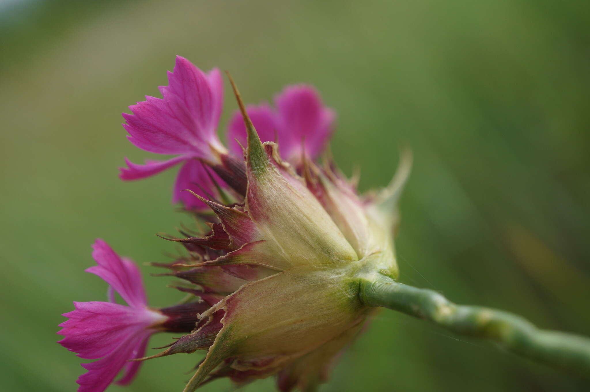 Image of Dianthus capitatus Balb. ex DC.