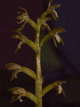 Image of Yellow coralroot