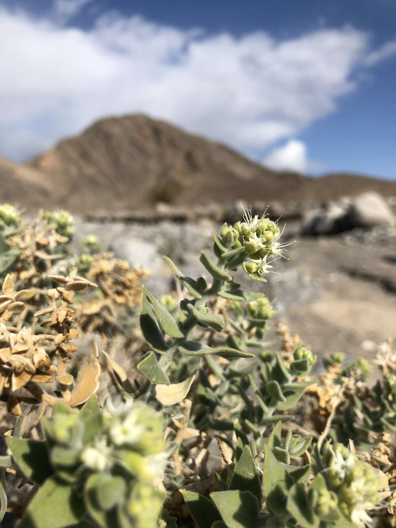 Image of Death Valley sandpaper plant