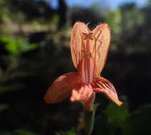 Image of monkeyflower savory