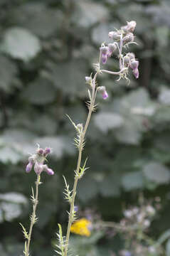 Image of Cirsium pendulum Fisch. ex DC.