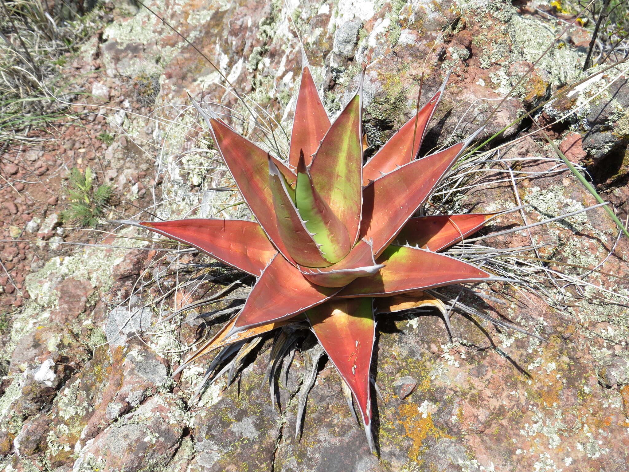 Image of Agave kerchovei Lem.