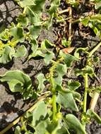 Image of cultivated beet