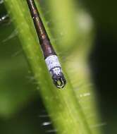 Image of Emerald Spreadwing