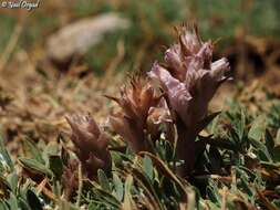 Image of Orobanche camptolepis Boiss. & Reuter