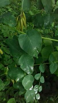 Image of Pale-flower Vetch