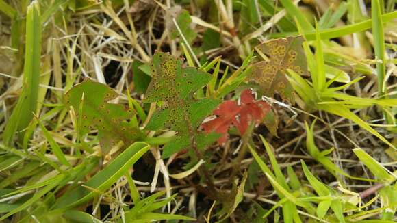 Image de Puccinia hieracii (Röhl.) H. Mart. 1817