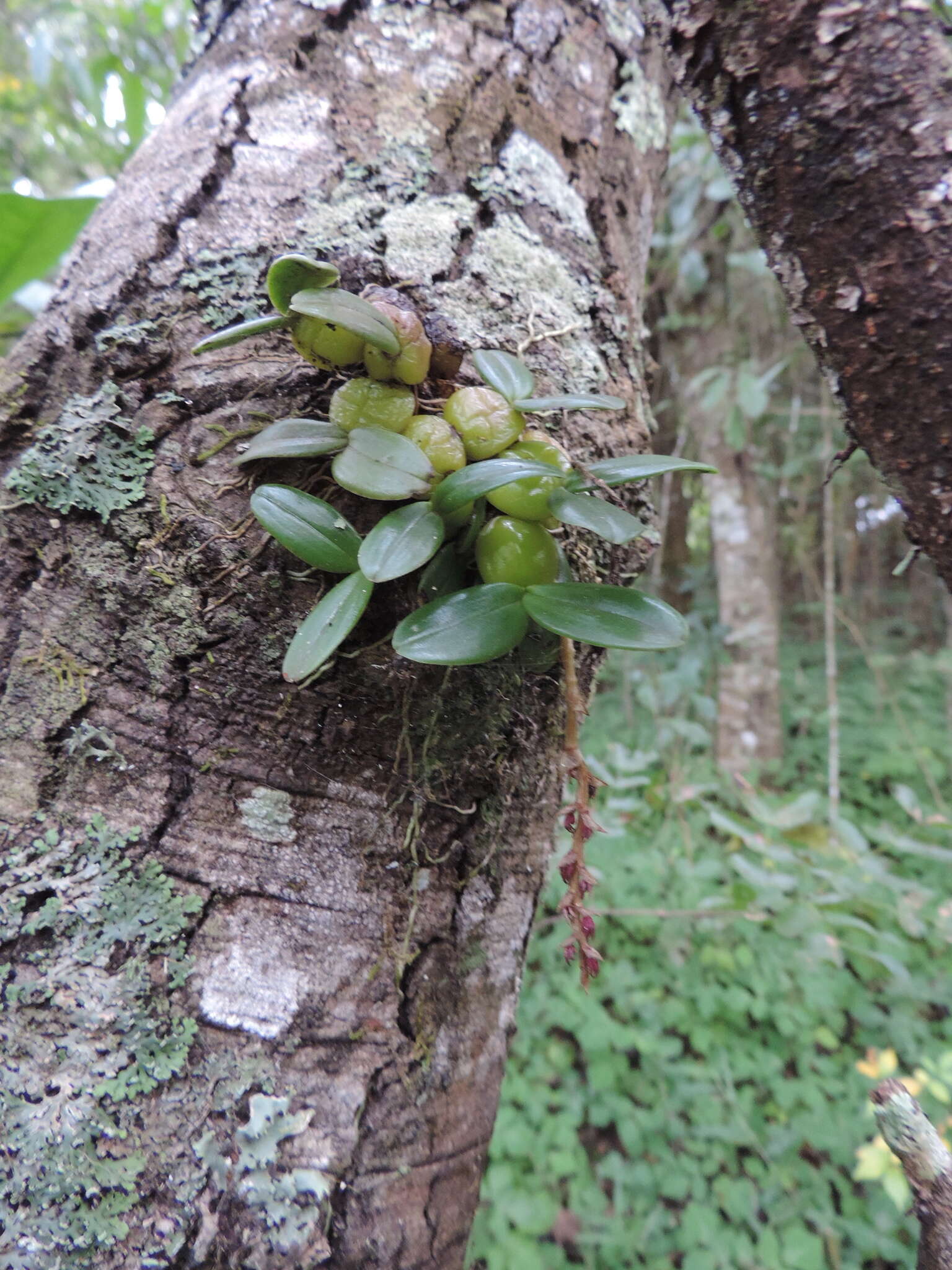 Image of Bulbophyllum elliotii Rolfe