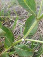 Image of Asclepias mellodora St. Hil.