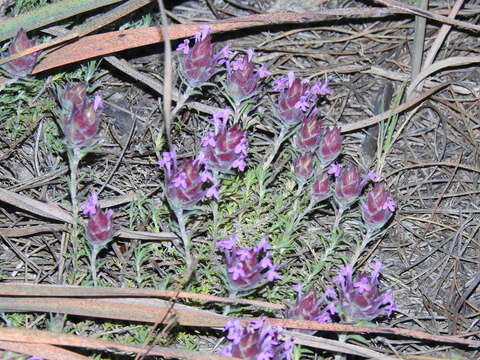 Image of Thymus lotocephalus G. López & R. Morales