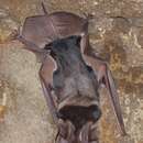 Image of Madagascar Free-tailed Bat