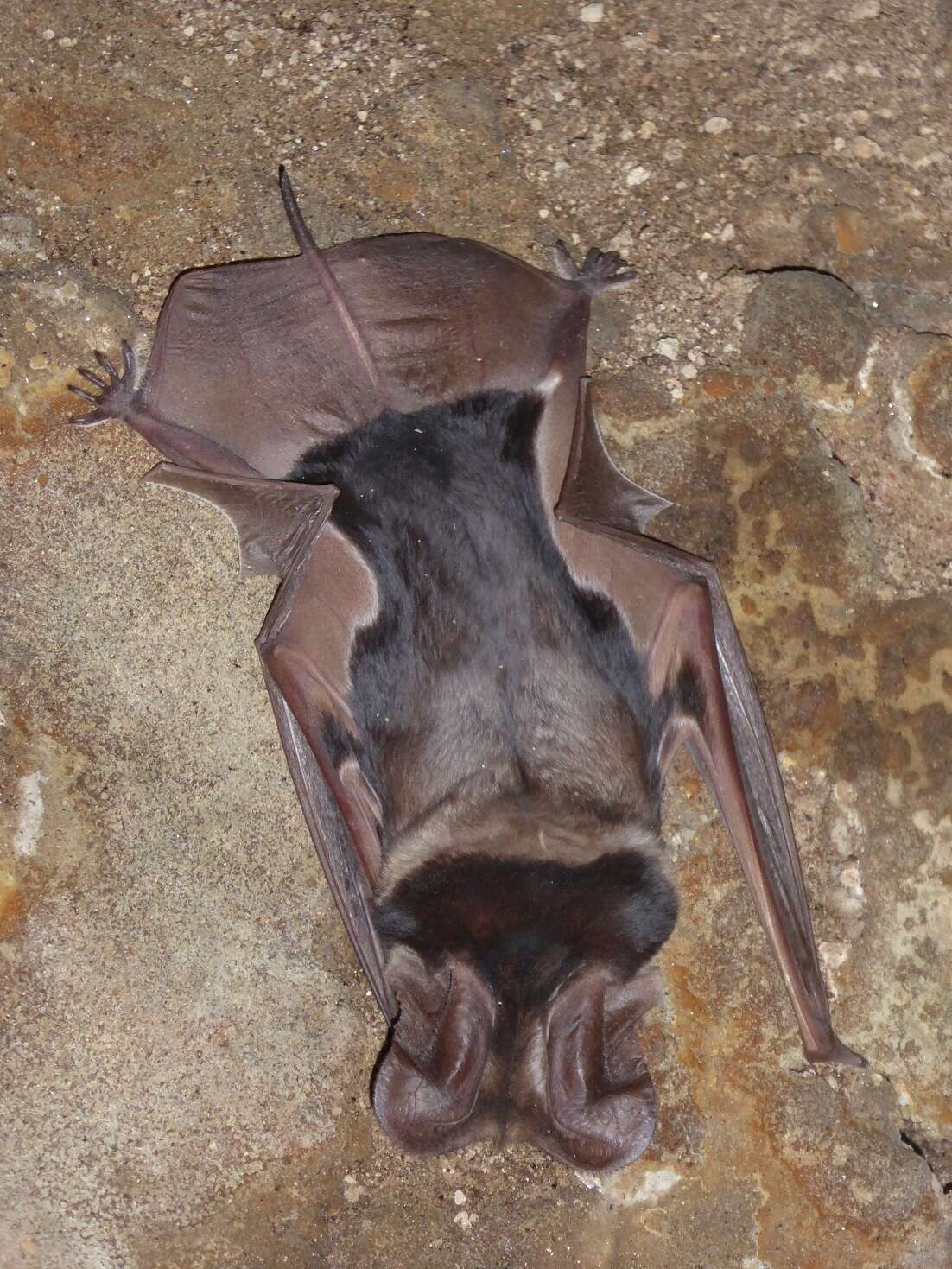 Image of Madagascar Free-tailed Bat