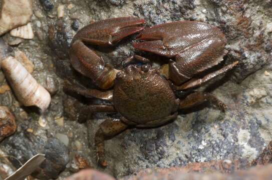 Image de Petrolisthes elongatus (H. Milne Edwards 1837)