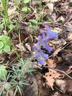 Imagem de Corydalis turtschaninovii Bess.