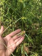 Image of sixangle spurge