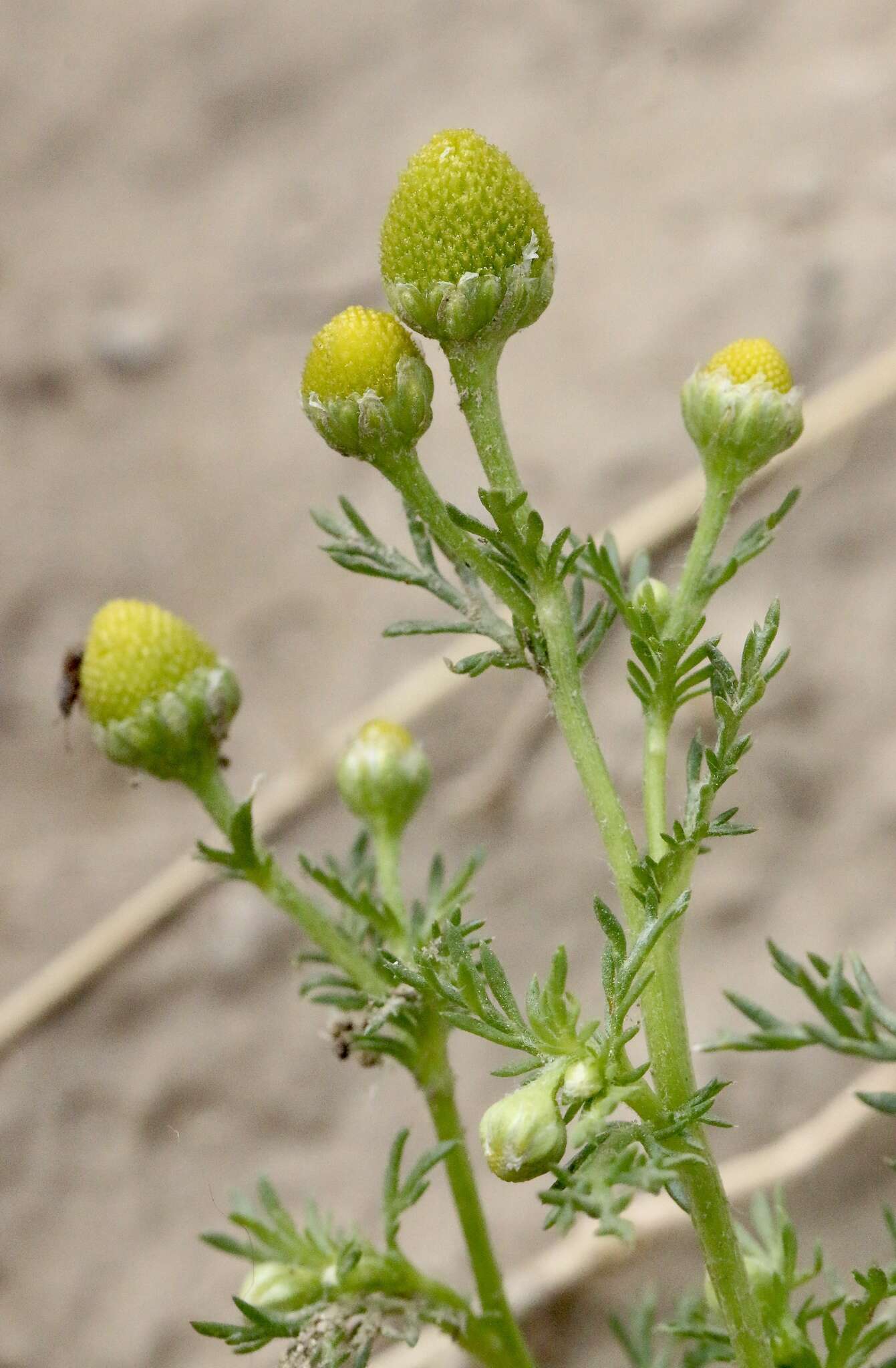 Imagem de Matricaria occidentalis Greene