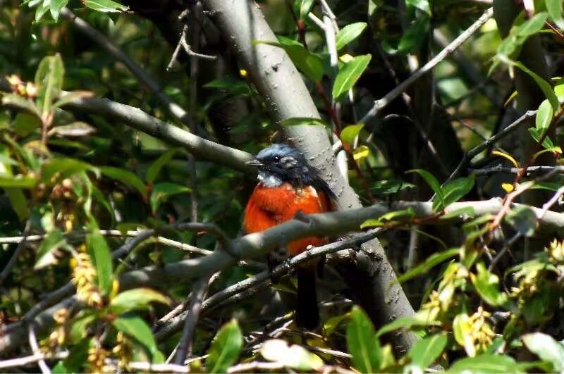 Image of White-throated Redstart