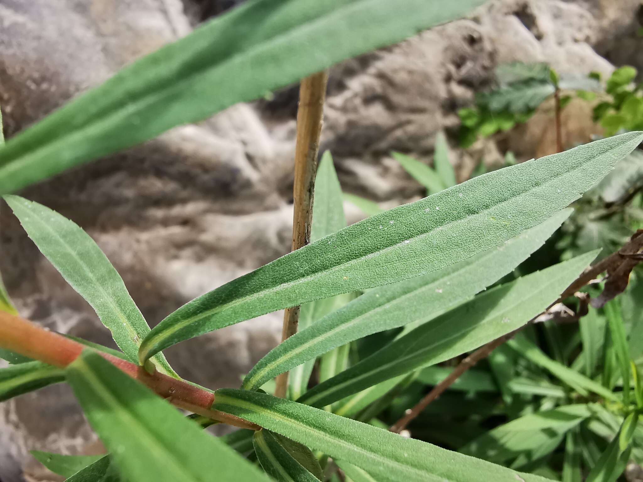 Image of Solidago pringlei Fern.