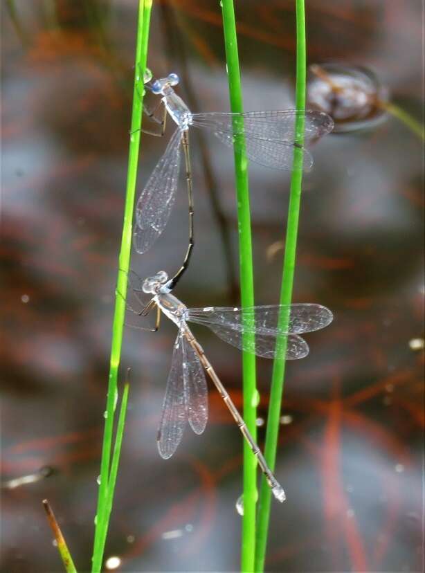 Image of Carolina Spreadwing