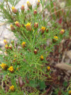 Image of fetid marigold