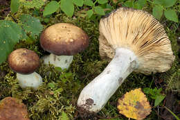 Image of Russula pubescens A. Blytt 1905