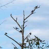 Image of Red-throated Piping Guan