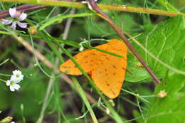 Image of Diacrisia purpurata (Linnaeus 1758)