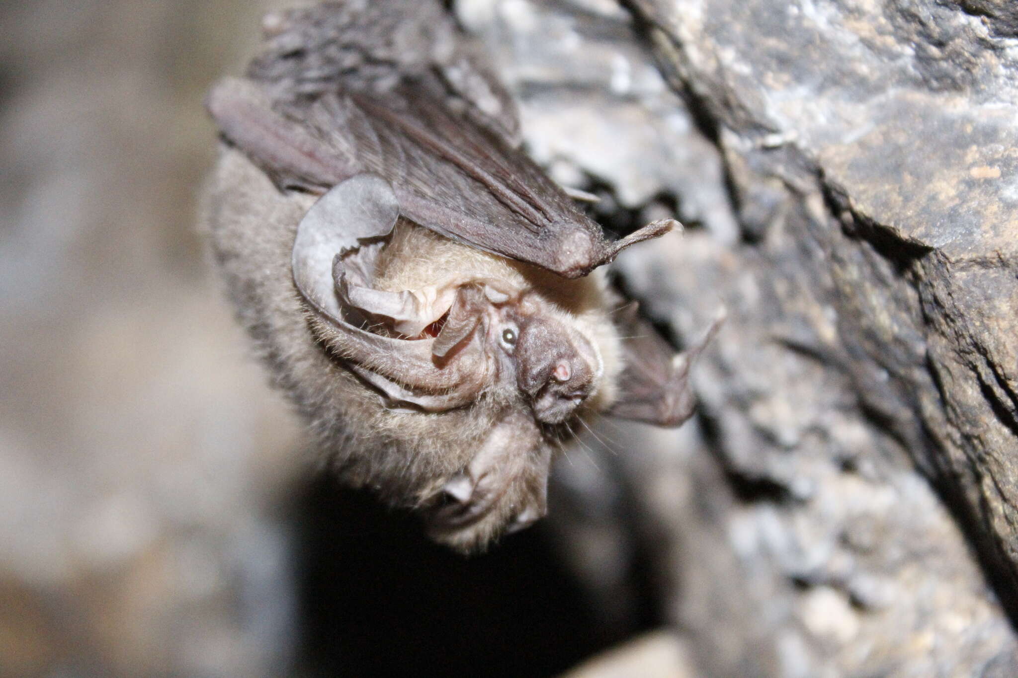 Image of Mexican big-eared bat