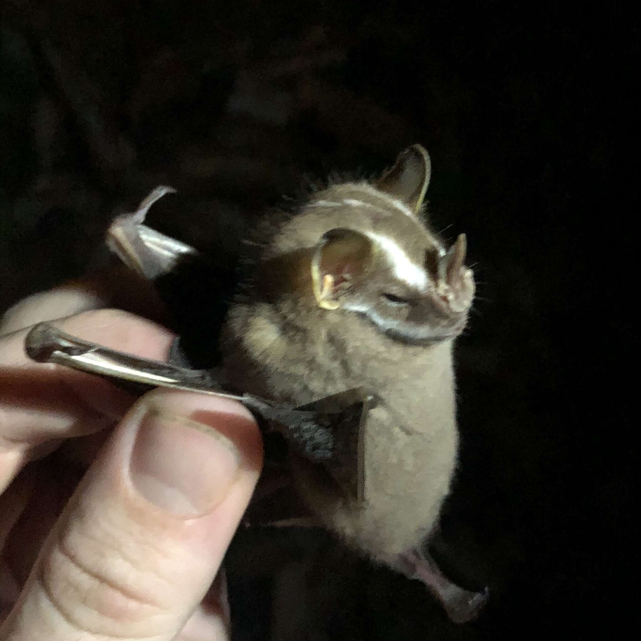 Image of Heller's Broad-nosed Bat