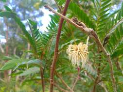 Image of Guadeloupe blackbead