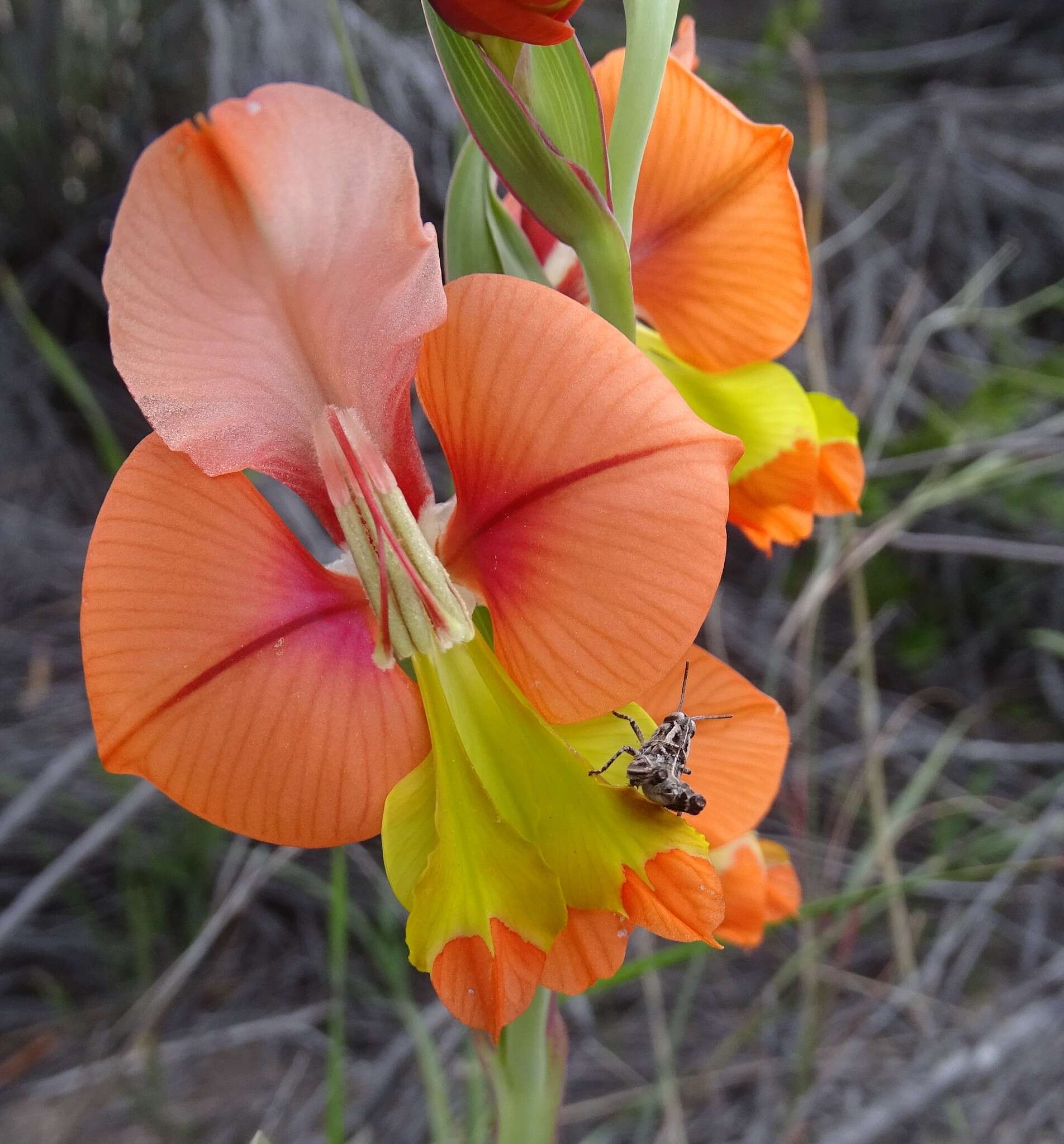 Imagem de Gladiolus pulcherrimus (G. J. Lewis) Goldblatt & J. C. Manning