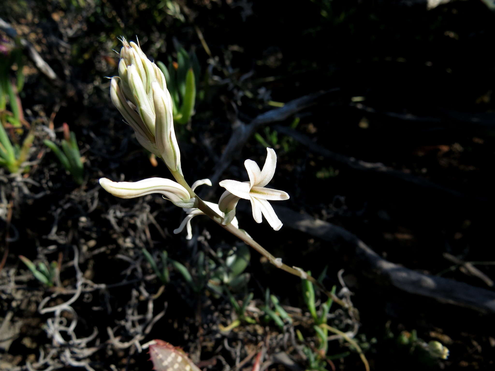 Image of Haworthia herbacea (Mill.) Stearn