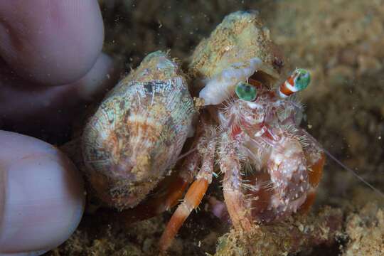 Image of jeweled anemone hermit