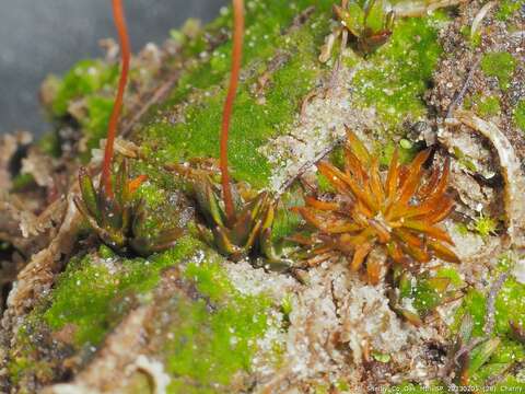 Image of pogonatum moss