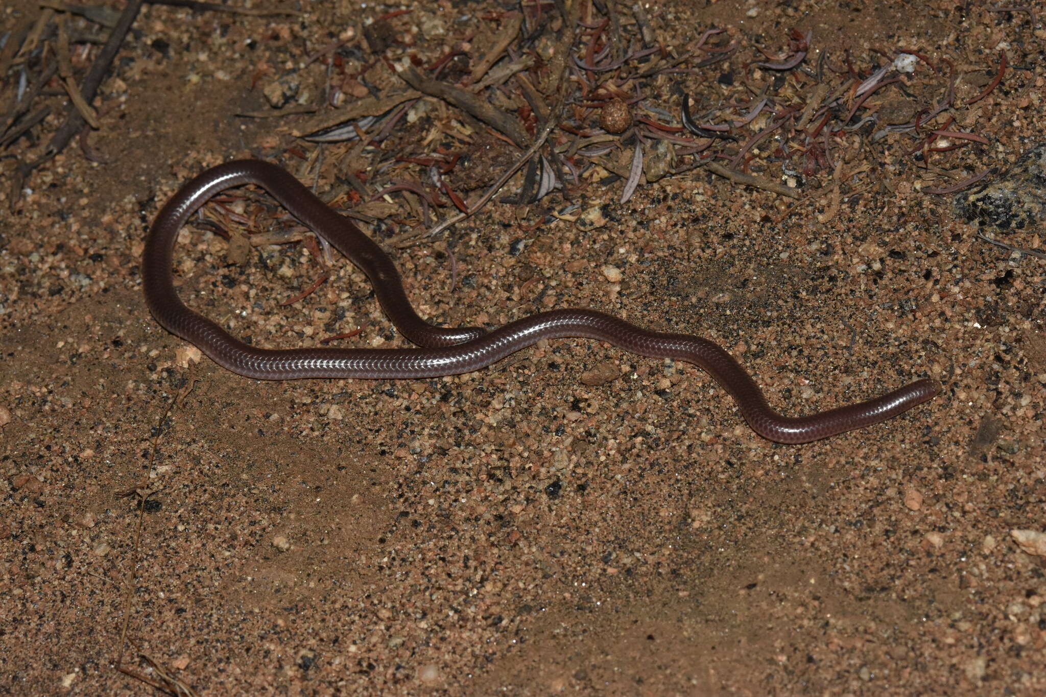 Image of Rena humilis humilis Baird & Girard 1853