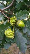 Image of Knopper gall wasp