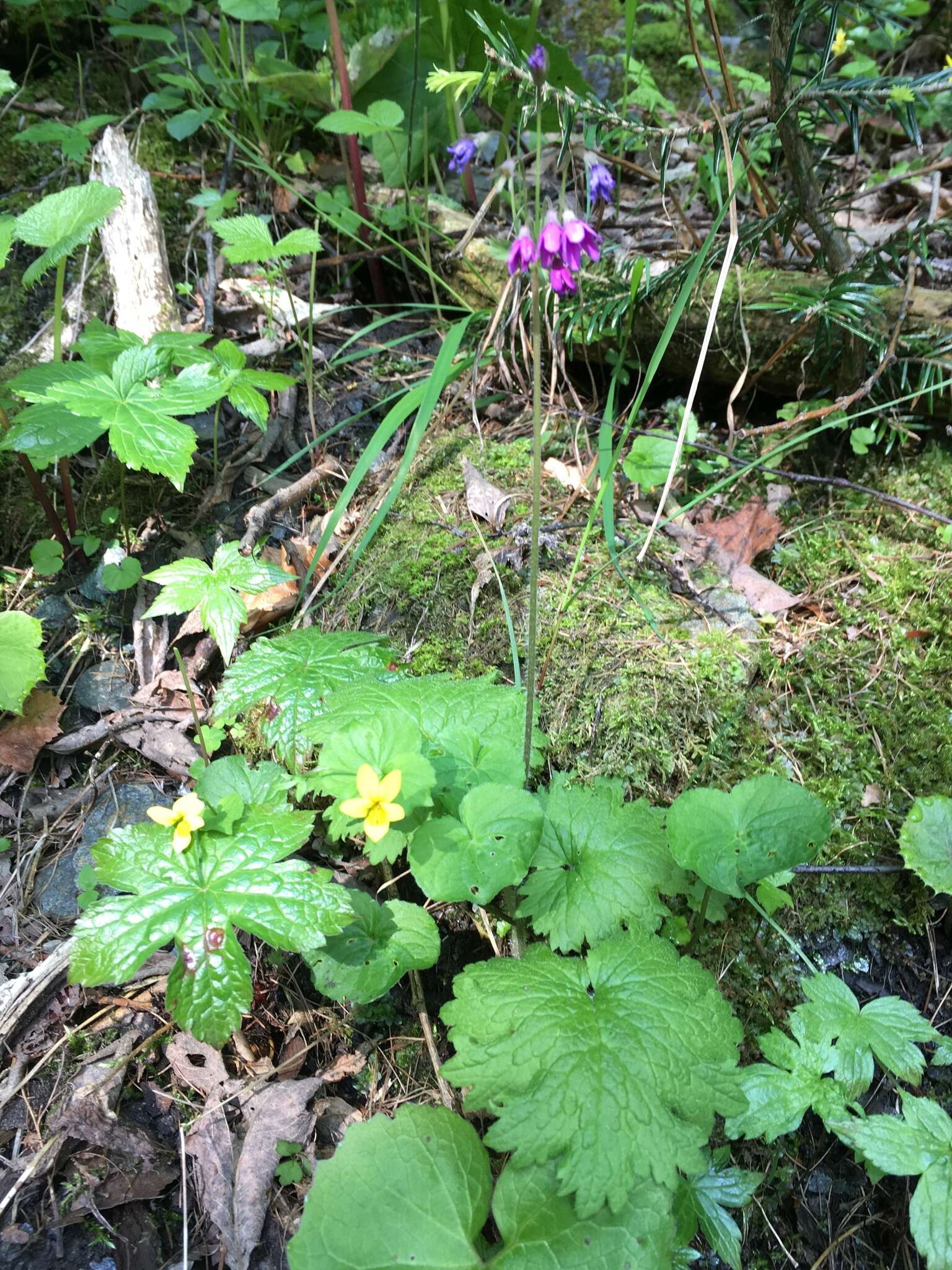 Image of Primula matthioli Richt.